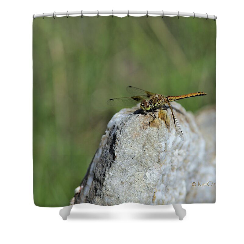 Dragonfly Shower Curtain featuring the photograph Dragonfly on Rock by Kae Cheatham