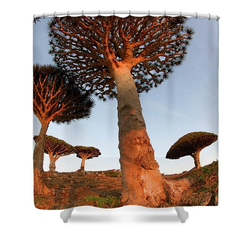 Tranquility Shower Curtain featuring the photograph Dragons Blood Trees by Trevor Cole Alternative Visions Photography