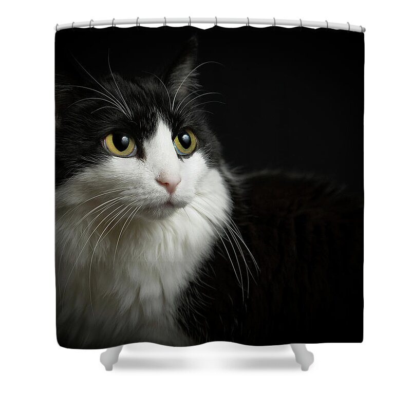 Pets Shower Curtain featuring the photograph Dramatic Portrait Of Loyal Cat by Www.reinhartstudios.com
