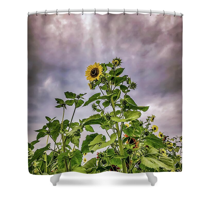 Sunflower Shower Curtain featuring the photograph Dramatic Sunflower by Anamar Pictures