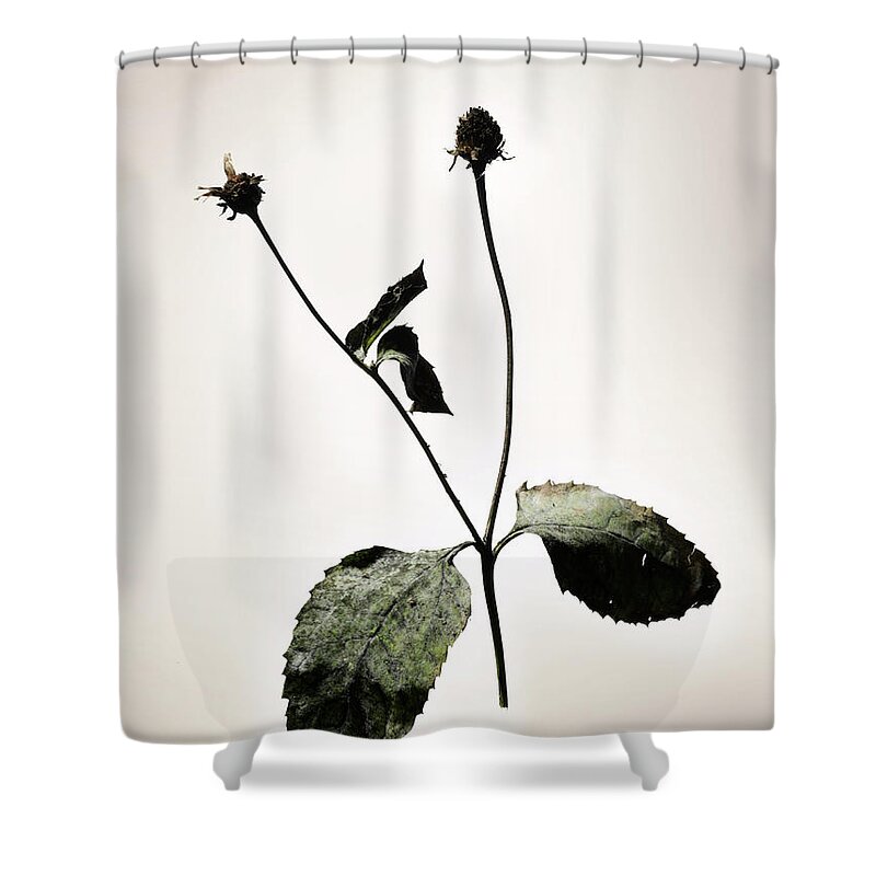 Aging Process Shower Curtain featuring the photograph Dried Flowers by Renold Zergat