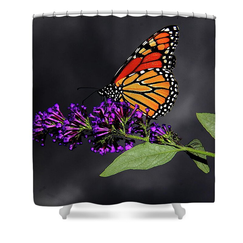  Butterfly Shower Curtain featuring the photograph Drink Deeply of This Moment by Allen Nice-Webb
