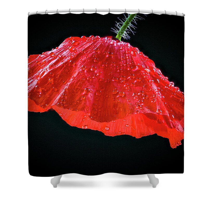 Dripping Poppy Shower Curtain featuring the photograph Dripping Poppy by Jean Noren