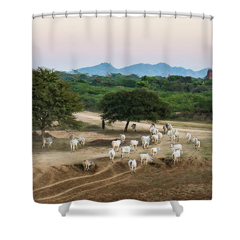 Cattle Shower Curtain featuring the photograph Driving Cattle Home by Ann Moore