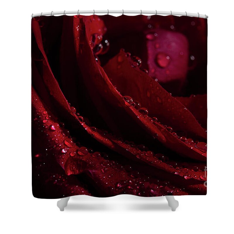 Rose Shower Curtain featuring the photograph Droplets On The Edge by Mike Eingle