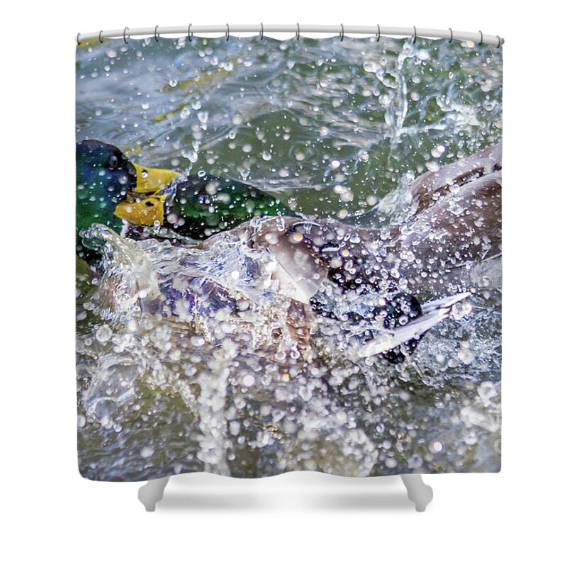 Mallards Shower Curtain featuring the photograph Duck Fight by Kate Brown