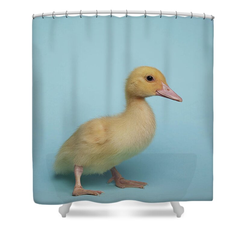 Duckling Shower Curtain featuring the photograph Duckling On A Sky-blue Background by Buena Vista Images