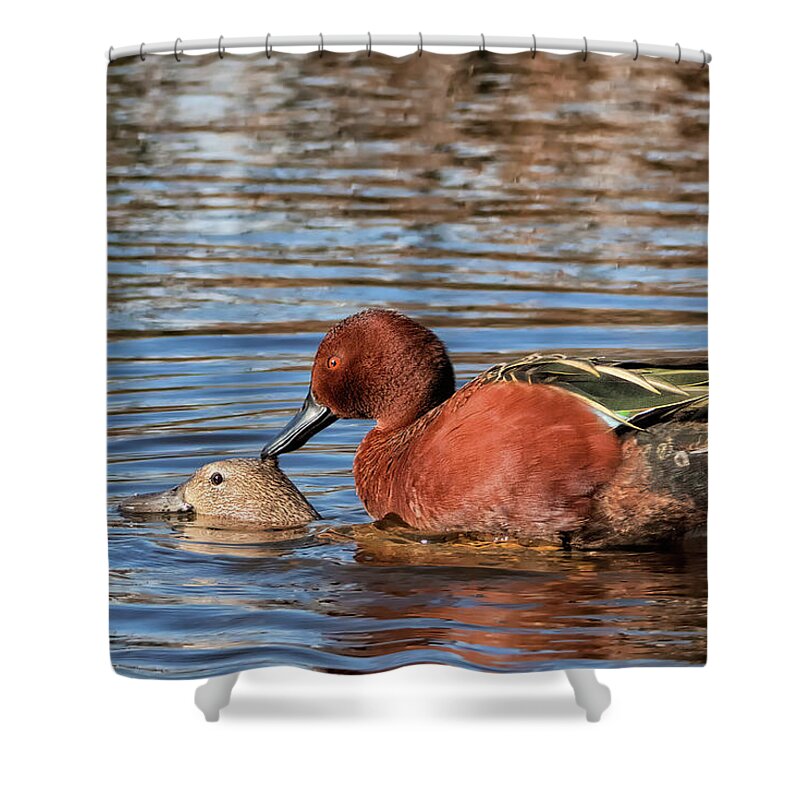 Cinnamon Teal Shower Curtain featuring the photograph Ducky Delight by Kathleen Bishop