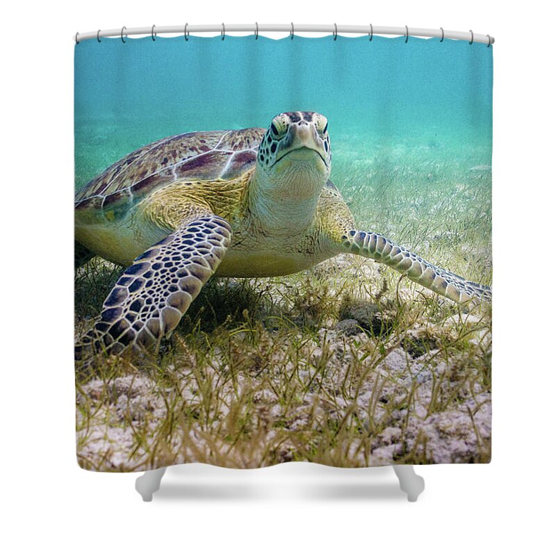 Turtle Shower Curtain featuring the photograph Dude by Lynne Browne