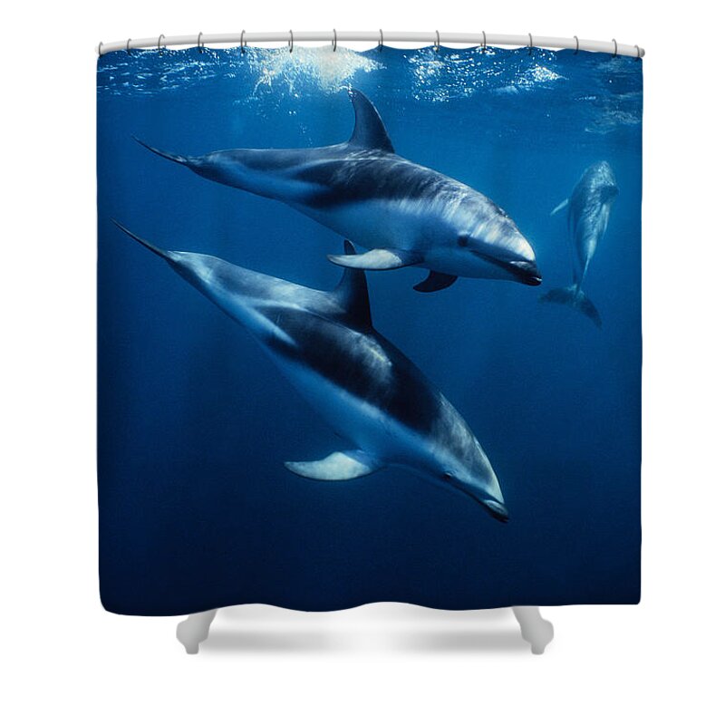 Underwater Shower Curtain featuring the photograph Dusky Dolphin, Lagenorhynchus Obscurus by Gerard Soury