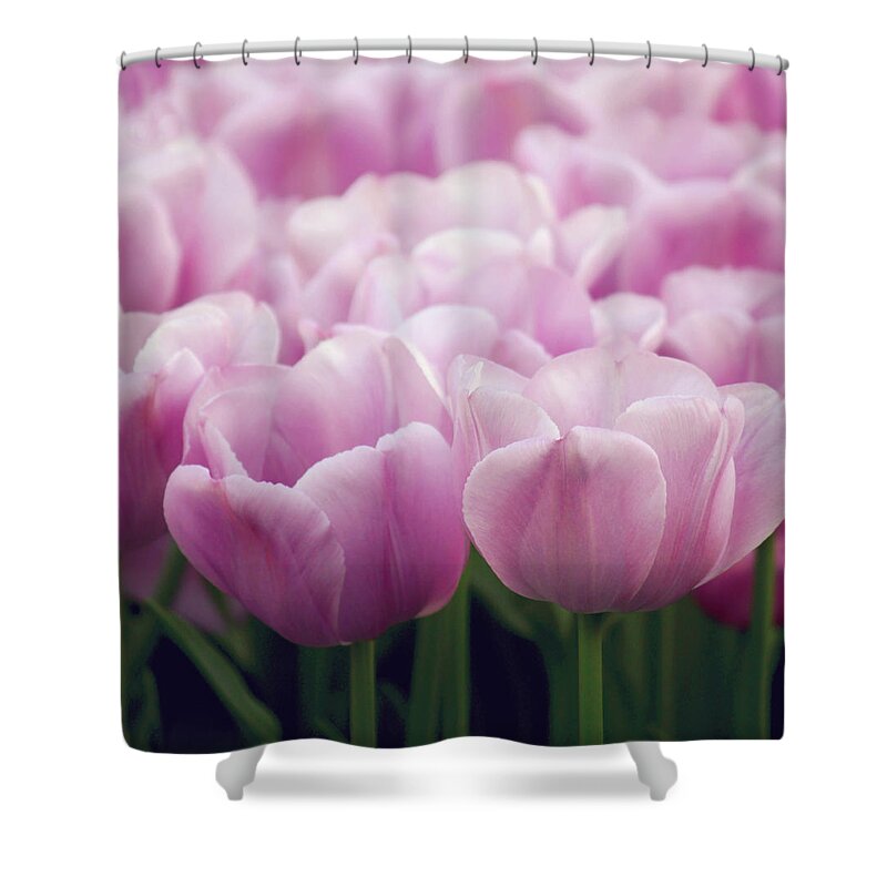 Netherlands Shower Curtain featuring the photograph Dutch Tulips by Gabriela D Costa