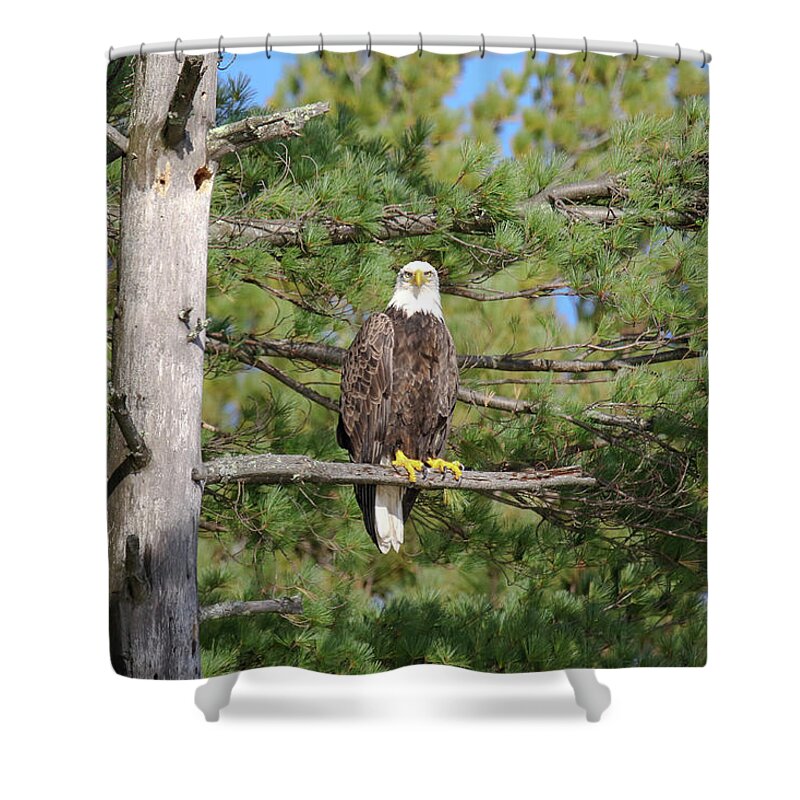 Eagle Shower Curtain featuring the photograph Eagle in Pine by Brook Burling