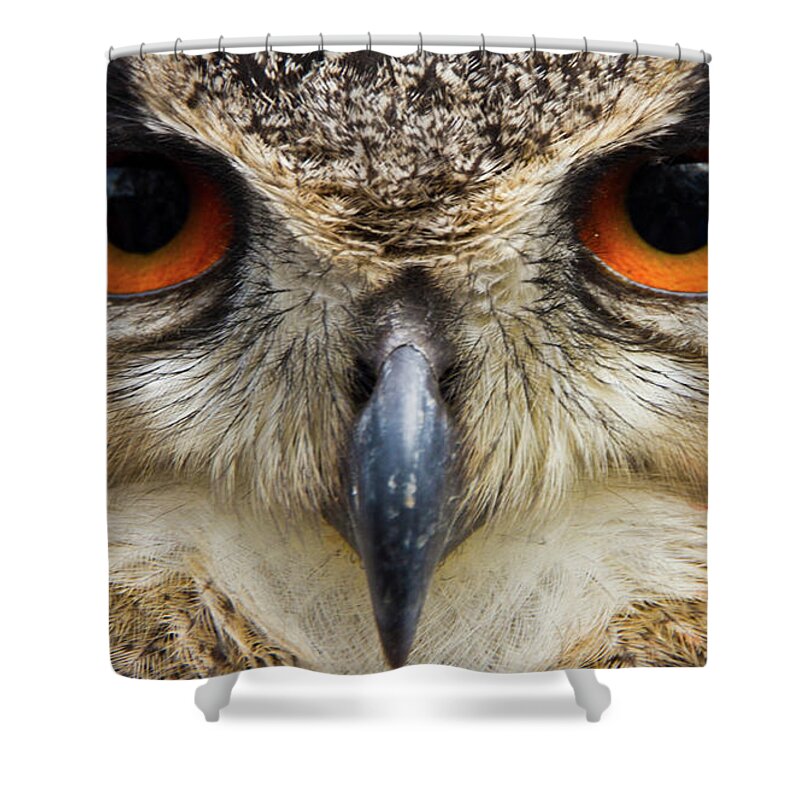 Animal Themes Shower Curtain featuring the photograph Eagle Owl by Ascolgan Photography