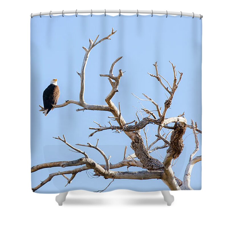  Shower Curtain featuring the photograph Eagles in Nest Arizona by Catherine Walters