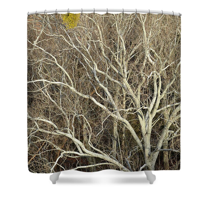 Arizona Shower Curtain featuring the photograph Early Bird Mistletoe by James Covello