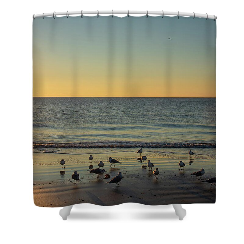 Seagulls Shower Curtain featuring the photograph Early Bird Special by Dennis Schmidt