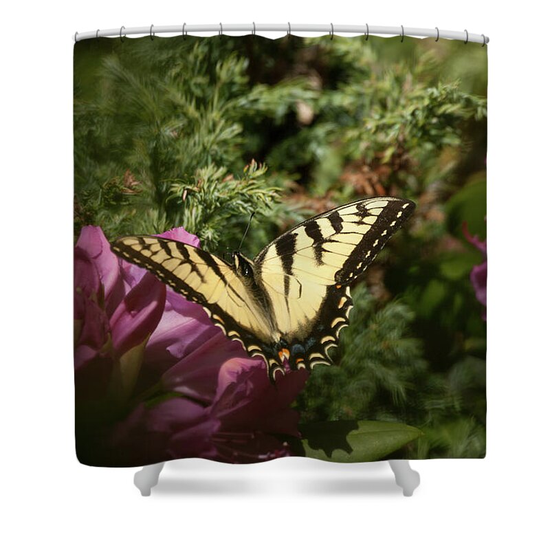 Eastern Tiger Swallowtail Shower Curtain featuring the photograph Eastern Tiger Swallowtail on rhododendron by Jeff Folger