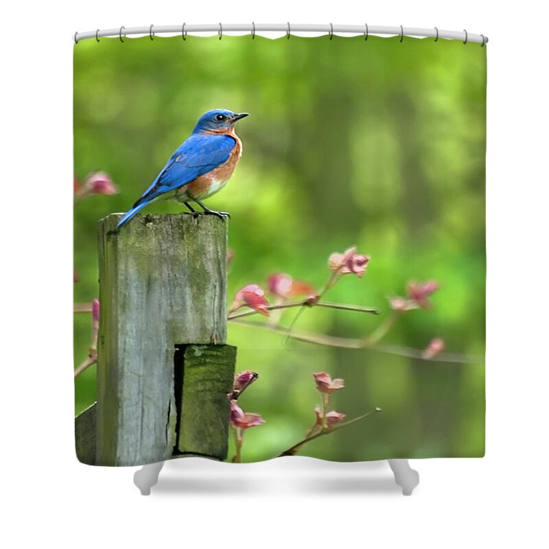 Bluebird Shower Curtain featuring the photograph Eastern Bluebird by Christina Rollo