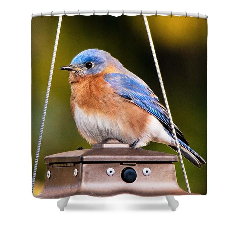 Eastern Bluebird Shower Curtain featuring the photograph Eastern Bluebird in Autumn by Mary Ann Artz