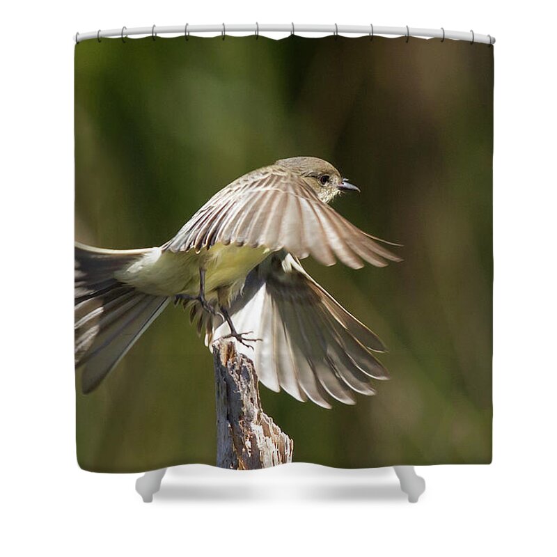 Phoebe Shower Curtain featuring the photograph Eastern Phoebe by Paul Rebmann