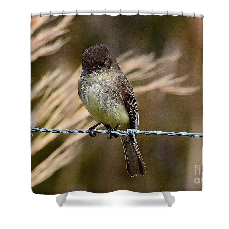 Eastern Phoebe Shower Curtain featuring the photograph Eastern Phoebe by Steve Brown