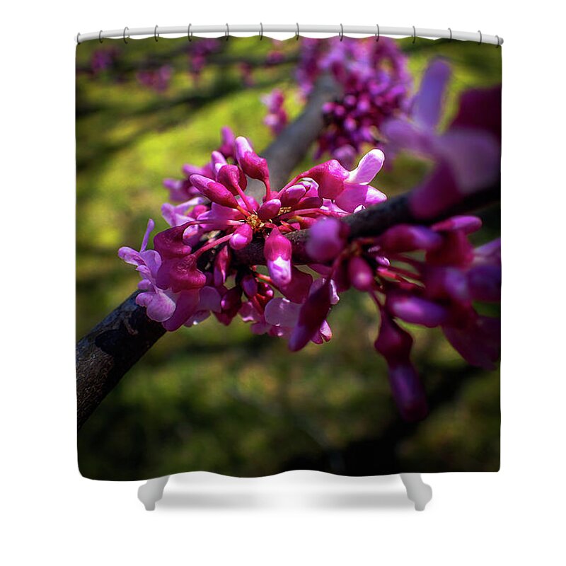 Cercis Canadensis Shower Curtain featuring the photograph Eastern Redbud by Greg and Chrystal Mimbs
