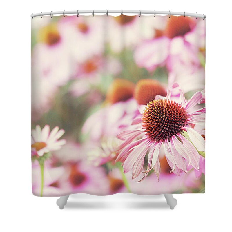 Netherlands Shower Curtain featuring the photograph Echinacea In Sunlight, Close Up by Helaine Weide