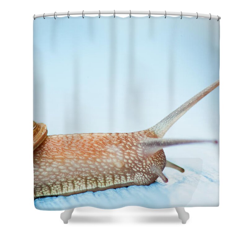 Edible Snail On Wooden Ground Shower Curtain by Guido Mieth 