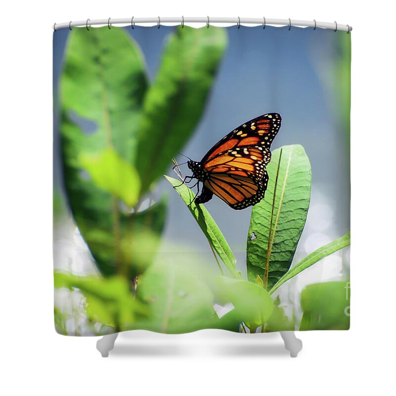 Monarch Butterfly Shower Curtain featuring the photograph Egg Laying Monarch Butterfly by Kerri Farley