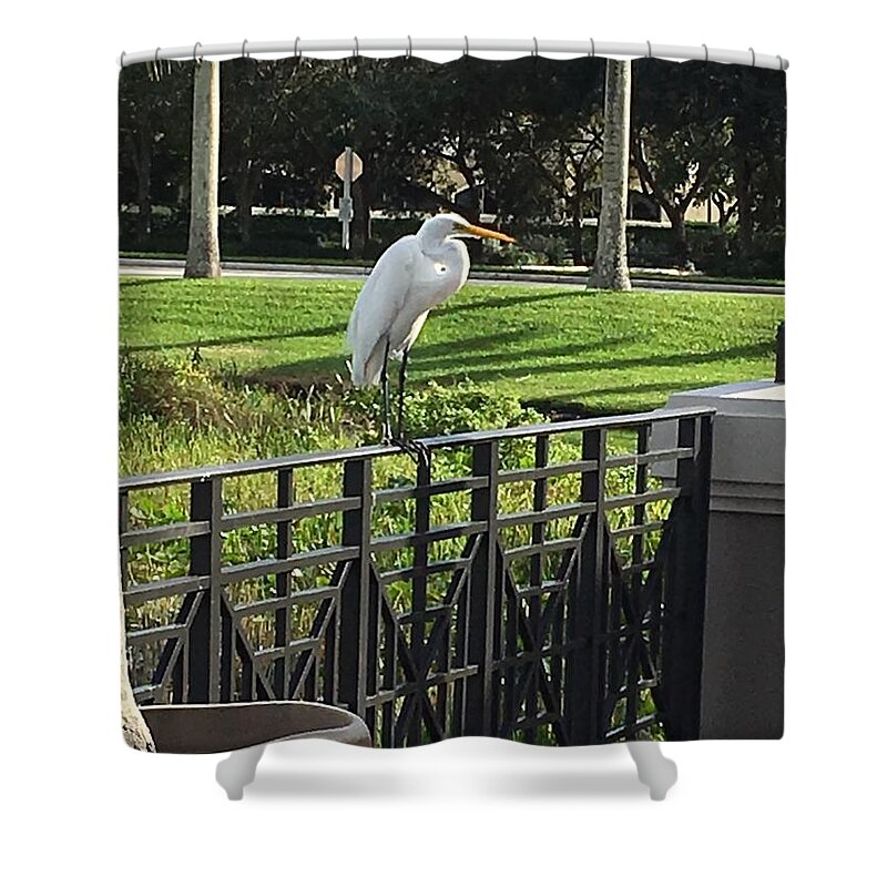 Egret Shower Curtain featuring the photograph Egret Posing by Val Oconnor