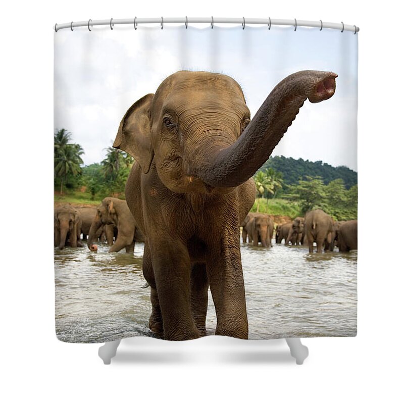 Animals In The Wild Shower Curtain featuring the photograph Elephants In River by Lp7