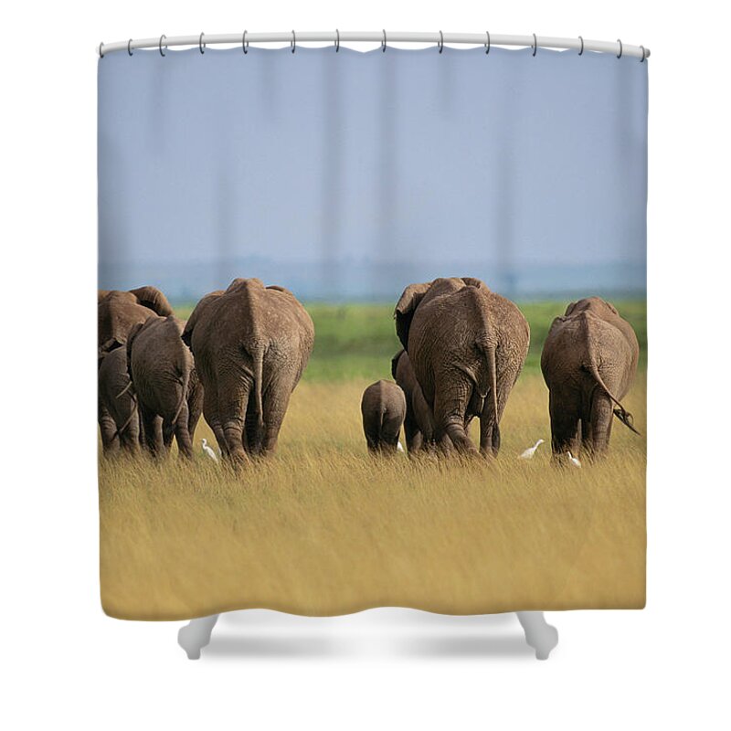 Scenics Shower Curtain featuring the photograph Elephants Loxodonta Africana Walking by Art Wolfe
