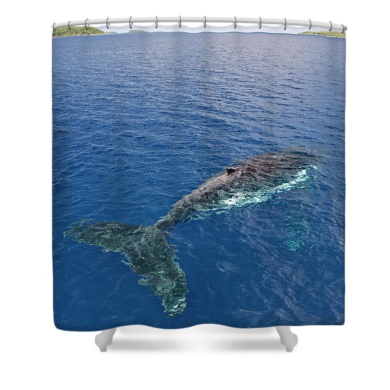 Scenics Shower Curtain featuring the photograph Elevated View Of Humpback Whale In Sea by John W Banagan