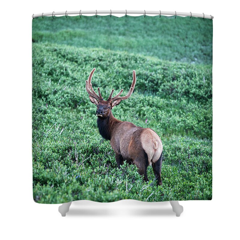 Scenics Shower Curtain featuring the photograph Elk In A Meadow, Rocky Mountain by Jerry Whaley