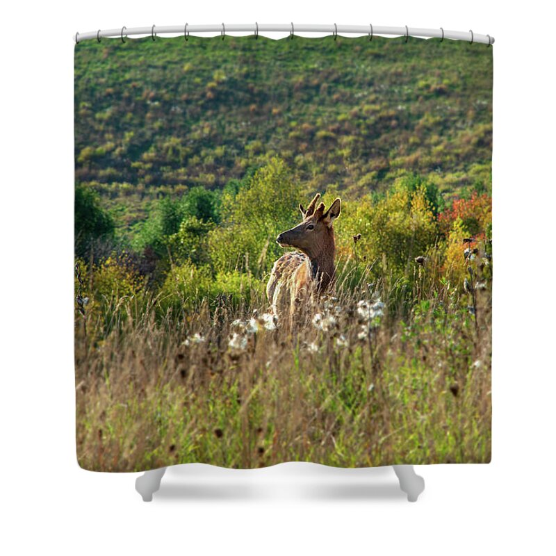 Elk Shower Curtain featuring the photograph Elk In Fall Field by Christina Rollo