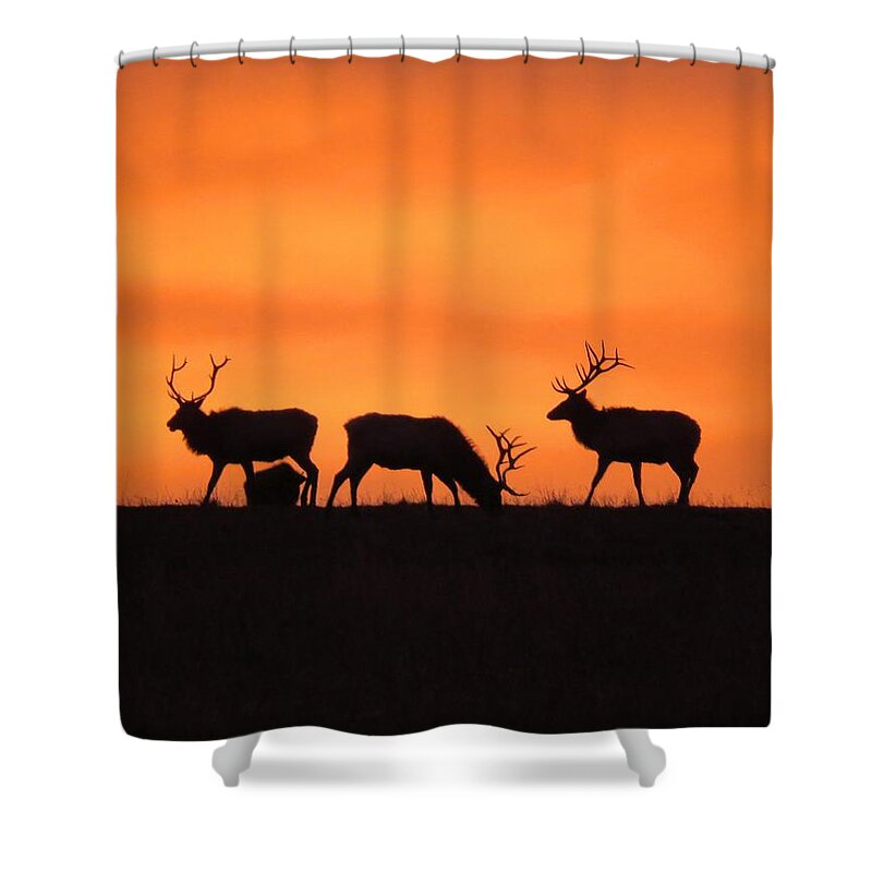 Elk Shower Curtain featuring the photograph Elk in the morning light by Keith Stokes