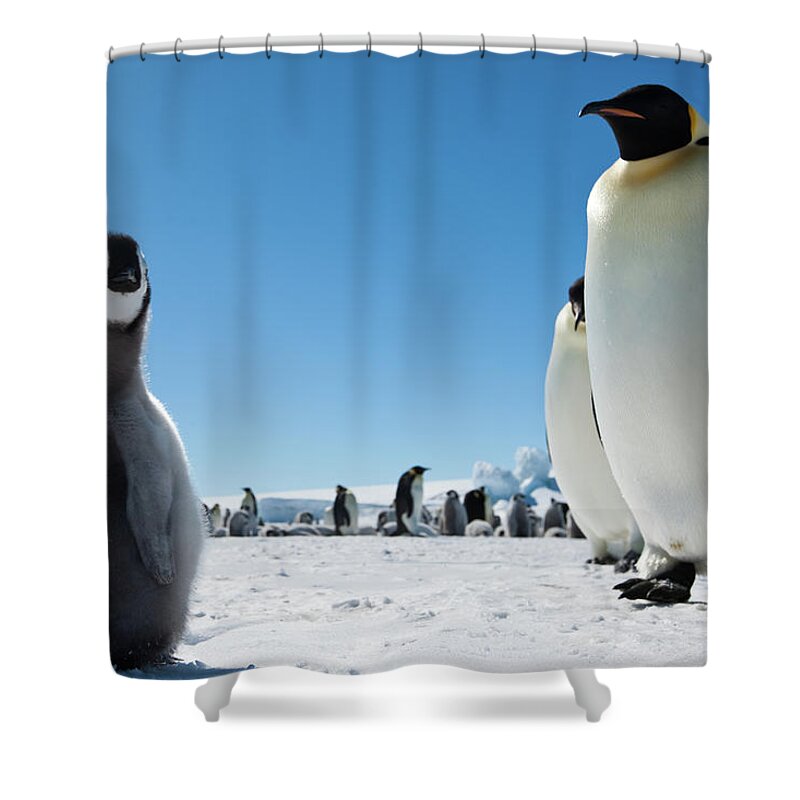 Emperor Penguin Shower Curtain featuring the photograph Emperor Penguin Chick Close Up by A Gandola