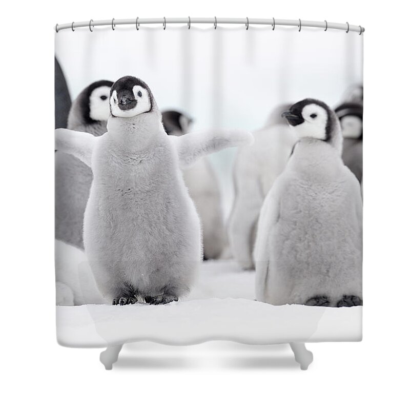 Emperor Penguin Shower Curtain featuring the photograph Emperor Penguin by Martin Ruegner
