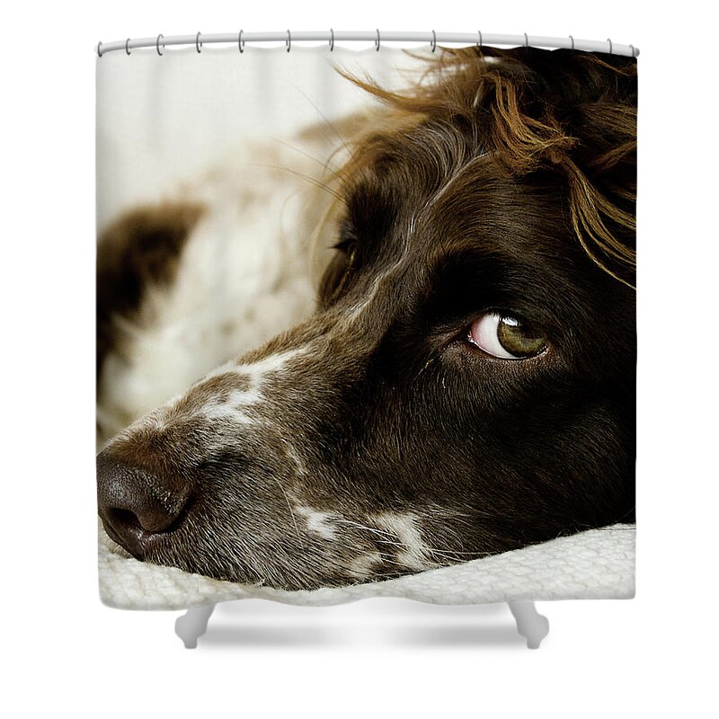 Pets Shower Curtain featuring the photograph English Springer Spaniel by Photograph By Jason Mccalla