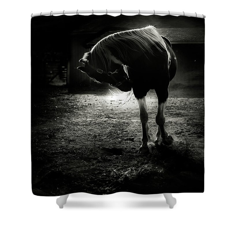Horse Shower Curtain featuring the photograph Equestrian Illumination by Brooke Pennington
