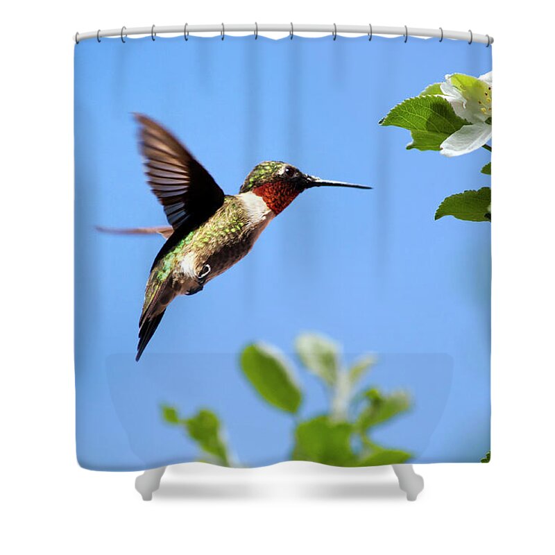 Hummingbird Shower Curtain featuring the photograph Eternal Hummingbird by Christina Rollo