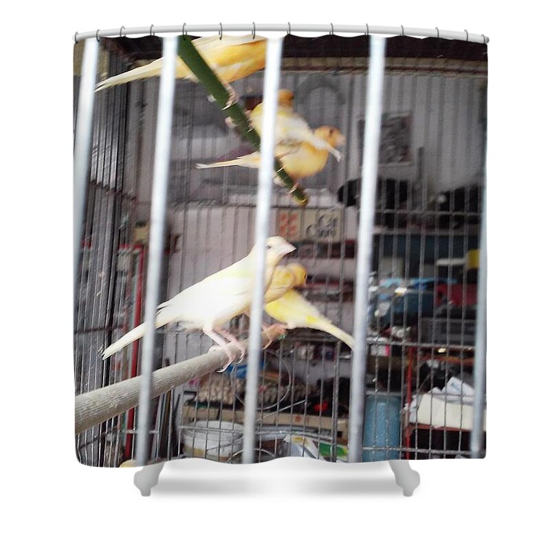  Shower Curtain featuring the photograph european canaries, Manizales, Colombia by Nestor Cardona Cardona