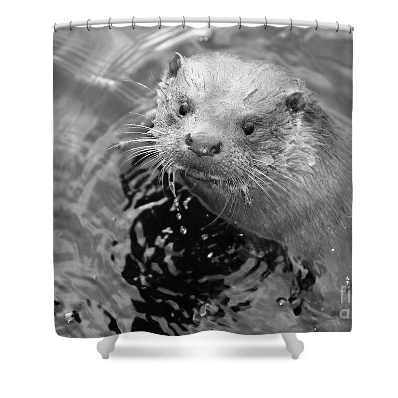Ambleside Shower Curtain featuring the photograph European Otter by Science Photo Library
