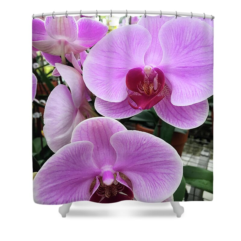 Orchid Flower Shower Curtain featuring the photograph Beautiful Exotic Orchid Artwork 08 by Carlos Diaz