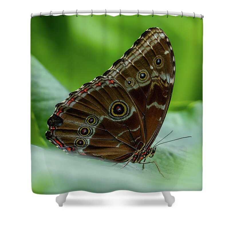 Common Buckeye Shower Curtain featuring the photograph Eye of the Beholder by Arthur Oleary