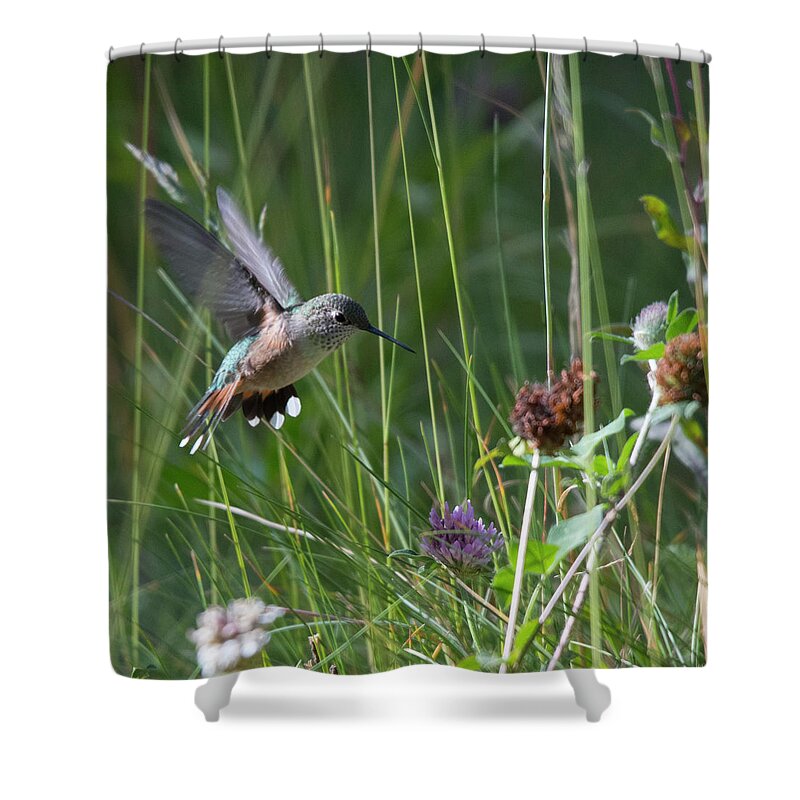 Rufous Shower Curtain featuring the photograph Eye on the Prize by Patrick Nowotny