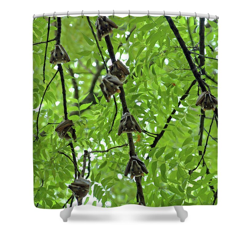 Eyes Shower Curtain featuring the photograph Eyes Watching by Mark Duehmig