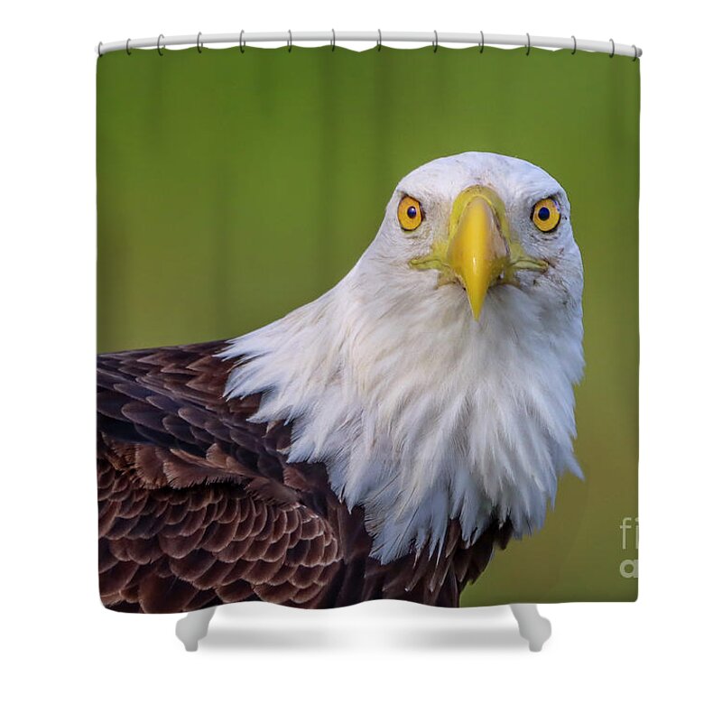 Eagle.bald Eagle Shower Curtain featuring the photograph Face to Face Eagle by Tom Claud
