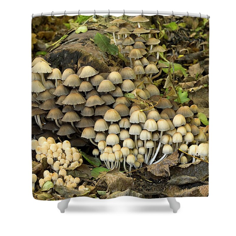 Netherlands Shower Curtain featuring the photograph Fairies Bonnet Mushrooms Coprinus by Roel Meijer