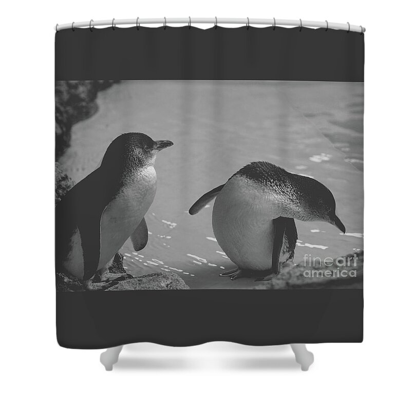 Penguin Shower Curtain featuring the photograph Fairy Penguins by Cassandra Buckley